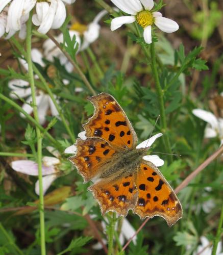 Polygonia c-aureum